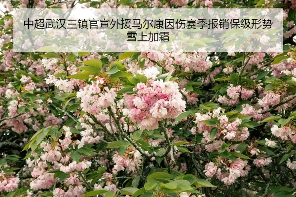 zhong-chao-wu-han-san-zhen-guan-xuan-wai-yuan-ma-er-kang-yin-shang-sai-ji-bao-xiao-bao-ji-xing-shi-xue-shang-jia-shuang-2-243.jpg